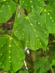 Eriophyes exilis