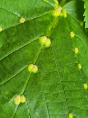 Eriophyes exilis