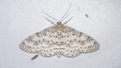 Percnia suffusa