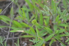 Cyperus lupulinus macilentus