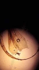 Sarmentypnum exannulatum