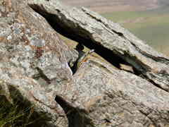 Pseudocordylus subviridis