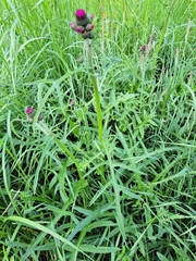 Cirsium rivulare