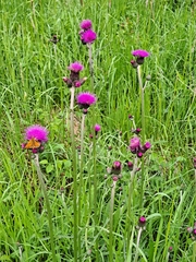 Cirsium rivulare