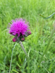 Cirsium rivulare