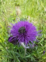 Cirsium rivulare