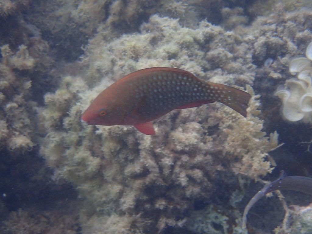 Sicklefin Parrotfish