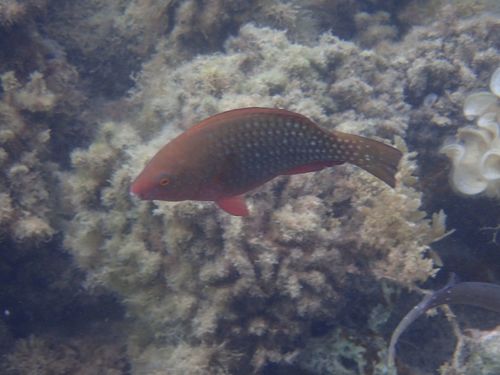 Sicklefin Parrotfish