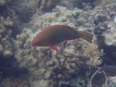 Sicklefin Parrotfish photo 2