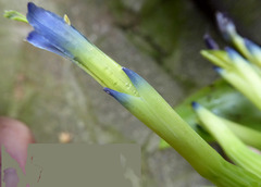 Billbergia amoena