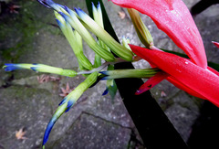 Billbergia amoena