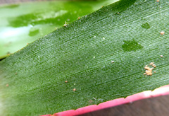 Billbergia amoena