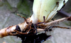 Billbergia amoena