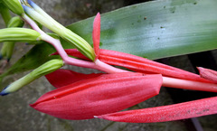 Billbergia amoena