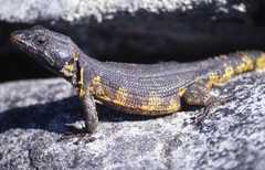 Pseudocordylus microlepidotus microlepidotus