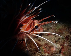 Pterois sphex