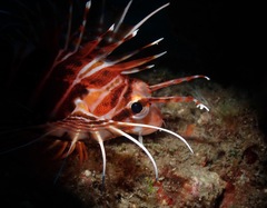 Pterois sphex