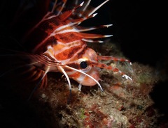 Pterois sphex