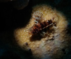 Dendrochirus barberi