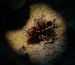 Dendrochirus barberi