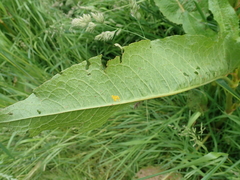 Gastrophysa viridula