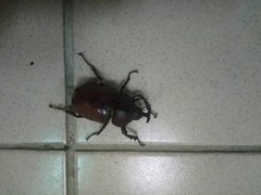 Trypoxylus dichotomus tsunobosonis