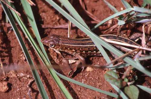 Tracheloptychus madagascariensis