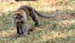 Macaca fascicularis