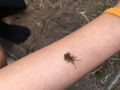 Coreus marginatus