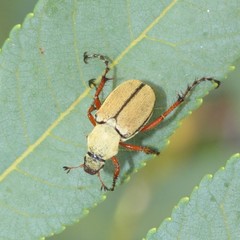 Macrodactylus uniformis