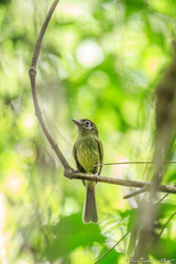 Rhynchocyclus brevirostris