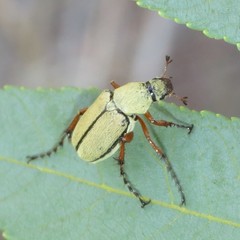 Macrodactylus uniformis