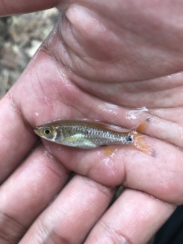 Common rasbora (Rasbora vulgaris) — Cyprinidae — 3