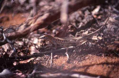 Tracheloptychus petersi