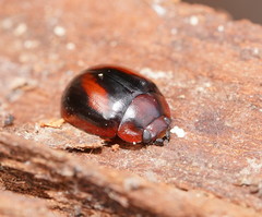 Paropsisterna erudita