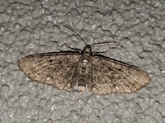 Eupithecia tripunctaria