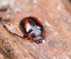 Paropsisterna erudita