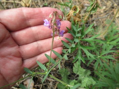 Vicia nervata