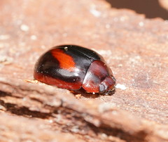 Paropsisterna erudita