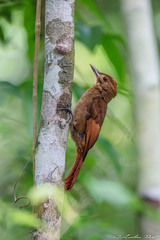 Tawny-Winged Woodcreeper photo 2