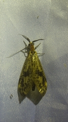 Neochauliodes formosanus