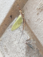 Hexagenia