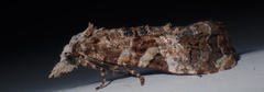 Phtheochroa rugosana