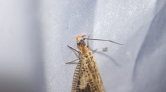 Neochauliodes formosanus