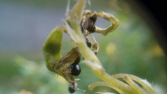 Pseudofumaria lutea
