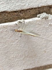 Hexagenia