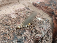 Hexagenia