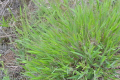 Dichanthelium commonsianum