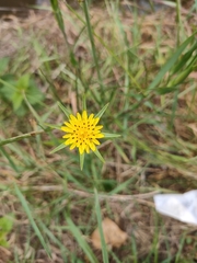 Tragopogon pratensis