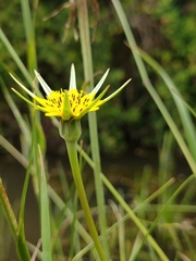 Tragopogon pratensis